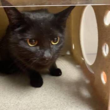 Hekate -  Domestic Short Hair Cat for Adoption in Reno, Nevada - Hekate | PetCurious