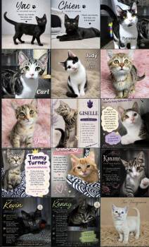 Kittens - Vetted -  Domestic Short Hair and Domestic Long Hair Cat for Adoption in Quincy, Ohio - Kittens - Vetted | PetCurious