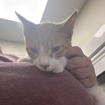 Tang -  Domestic Short Hair Cat for Adoption in Tulsa, Oklahoma - Tang | PetCurious