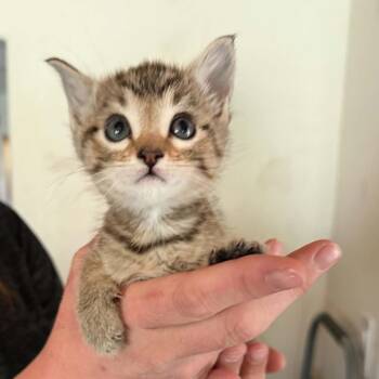Tabby Cats Available for Adoption in Tehachapi, California - Purple | PetCurious