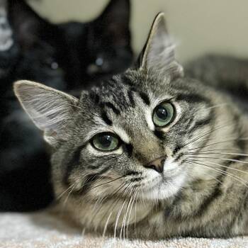Rescue Domestic Long Hair Cats for Adoption in Victor, New York - Samoa | PetCurious