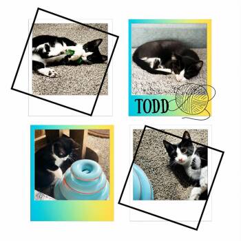Domestic Short Hair Cats Available for Adoption in Battle Creek, Michigan - Todd | PetCurious