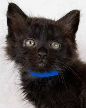 Shawn -  Domestic Medium Hair Cat for Adoption in Kennesaw, Georgia - Shawn | PetCurious