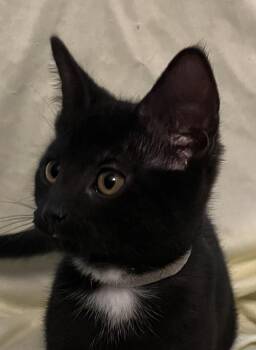 Domestic Short Hair Cats Available for Adoption in Connelly Springs, North Carolina - Desi | PetCurious