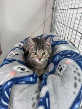 Pippa -  Domestic Short Hair Cat for Adoption in Mcpherson, Kansas - Pippa | PetCurious