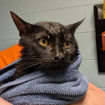 Captain Sushi -  Domestic Short Hair Cat for Adoption in Dekalb, Illinois - Captain Sushi | PetCurious