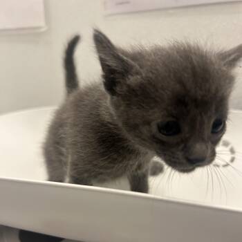Corvette -  Domestic Short Hair Cat for Adoption in Park City, Utah - Corvette | PetCurious