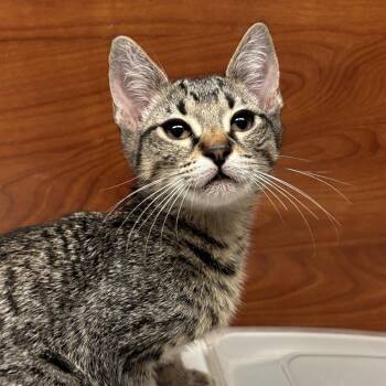 Steve -  Domestic Short Hair Cat for Adoption in Sonora, California - Steve | PetCurious