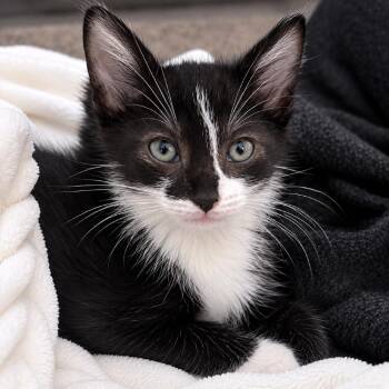 Direwolf 31 -  Domestic Short Hair Cat for Adoption in Austin, Texas - Direwolf 31 | PetCurious