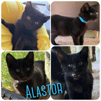 Alastor -  Domestic Medium Hair Cat for Adoption in Hollister, California - Alastor | PetCurious