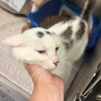 Razzmatazz -  Domestic Short Hair Cat for Adoption in Charlottesville, Virginia - Razzmatazz | PetCurious