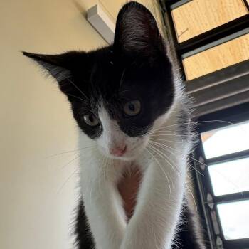Men in black- Jay -  Domestic Short Hair Cat for Adoption in Leander, Texas - Men In Black- Jay | PetCurious