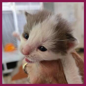 Ray Bananas -  Domestic Short Hair Cat for Adoption in Fredericksburg, Virginia - Ray Bananas | PetCurious