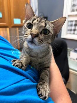 Melanie -  Tabby Cat for Adoption in Virginia, Minnesota - Melanie | PetCurious