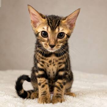 Feta Cheese -  Bengal Cat for Adoption in Miami, Florida - Feta Cheese | PetCurious