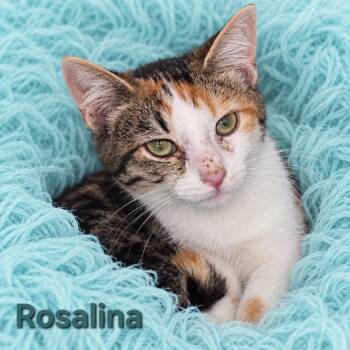 Rosalina -  Domestic Short Hair Cat for Adoption in Quincy, Ohio - Rosalina | PetCurious