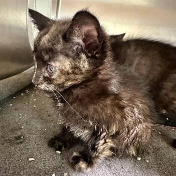 VICTORIA -  Domestic Short Hair Cat for Adoption in Riverside, California - VICTORIA | PetCurious