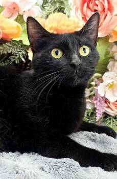 Domestic Short Hair Cats Available for Adoption in Ocean Springs, Mississippi - Farrah | PetCurious
