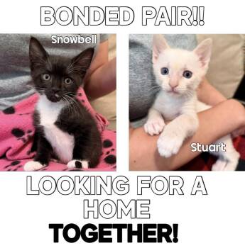 Stuart -  Siamese Cat for Adoption in Fort Lauderdale, Florida - Stuart | PetCurious