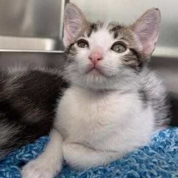 Eren -  Domestic Short Hair Cat for Adoption in Los Angeles, California - Eren | PetCurious