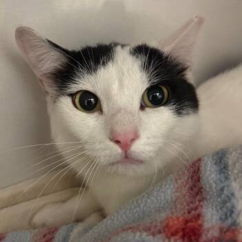 Domestic Short Hair Cats Available for Adoption - Meadow | PetCurious