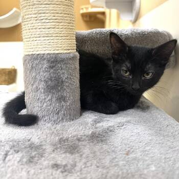 Sage 53572 -  Domestic Short Hair Cat for Adoption in Las Vegas, Nevada - Sage 53572 | PetCurious
