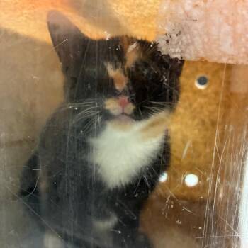 Marrow -  Domestic Short Hair Cat for Adoption in Philadelphia, Pennsylvania - Marrow | PetCurious