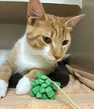 Sailor -  Domestic Short Hair Cat for Adoption in Elmsford, New York - Sailor | PetCurious