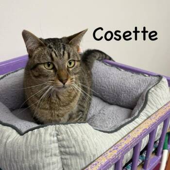 Rescue Domestic Short Hair Cats for Adoption in Byron Center, Michigan - Cosette | PetCurious