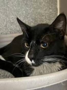 Tuxedo Cats Available for Adoption in Phoenix, Arizona - Vespa | PetCurious
