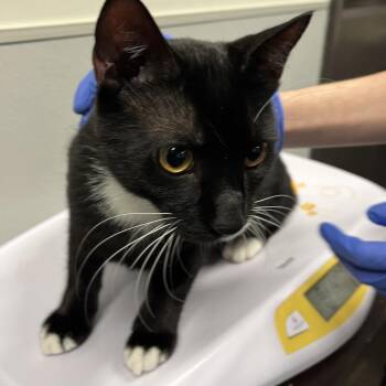 Badger -  Domestic Short Hair Cat for Adoption in Tampa, Florida - Badger | PetCurious