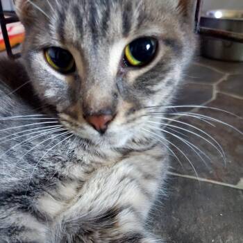 Gracie -  Domestic Short Hair Cat for Adoption in Gladwin, Michigan - Gracie | PetCurious