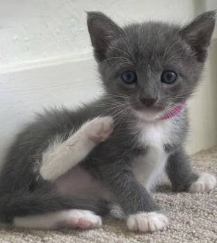 Eva -  Domestic Short Hair and Russian Blue Cat for Adoption in Pacifica, California - Eva | PetCurious
