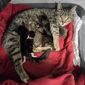 Myrtle -  Domestic Short Hair Cat for Adoption in Sheridan, Wyoming - Myrtle | PetCurious