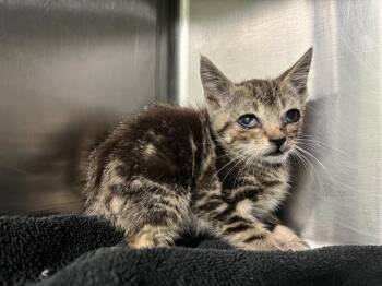 Rescue Domestic Short Hair Cats for Adoption in Grand Prairie, Texas - REN | PetCurious