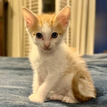 Fizzle Fritter -  Domestic Short Hair Cat for Adoption in Mckenzie, Tennessee - Fizzle Fritter | PetCurious