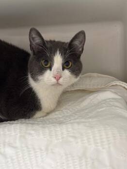 Domestic Short Hair Cats Available for Adoption in Boston, Massachusetts - SAINT | PetCurious