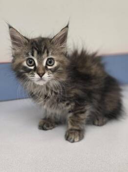 Prissy -  Domestic Long Hair Cat for Adoption in Metamora, Illinois - Prissy | PetCurious