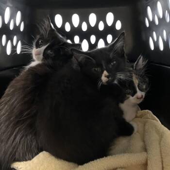 Rose -  Domestic Medium Hair Cat for Adoption in Dekalb, Illinois - Rose | PetCurious