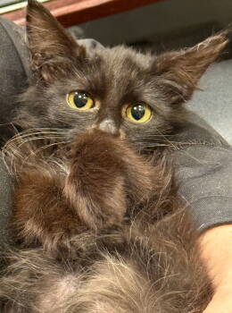 Rescue Domestic Medium Hair Cats for Adoption in San Jose, California - The General | PetCurious