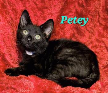 Petey -  Domestic Short Hair Cat for Adoption in Macon, Georgia - Petey | PetCurious