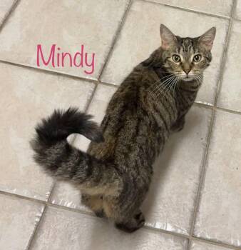 Mindy -  Domestic Short Hair Cat for Adoption in Longwood, Florida - Mindy | PetCurious