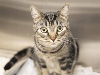 JAX -  Domestic Short Hair Cat for Adoption in Phoenix, Arizona - JAX | PetCurious