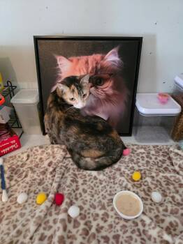 Possum -  Calico Cat for Adoption in Shrewsbury, Massachusetts - Possum | PetCurious