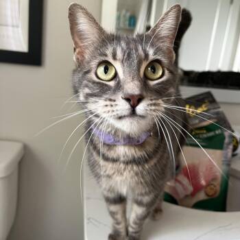 Ninny -  Domestic Short Hair Cat for Adoption in Ferndale, Michigan - Ninny | PetCurious