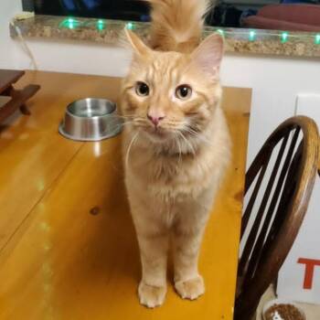 Domestic Long Hair Cats Available for Adoption in Lyle, Minnesota - Murphy | PetCurious