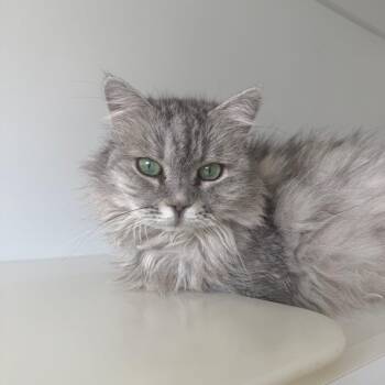 Leaf -  Siberian Cat for Adoption in Naperville, Illinois - Leaf | PetCurious