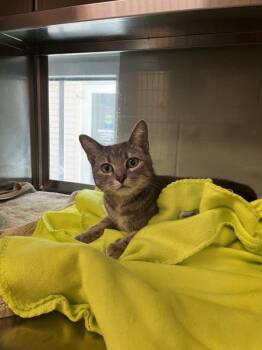Renata -  Domestic Short Hair Cat for Adoption in Stratham, New Hampshire - Renata | PetCurious