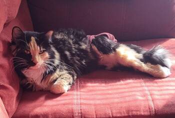 Callie -  Domestic Medium Hair Cat for Adoption in Hamilton, Michigan - Callie | PetCurious