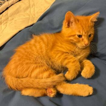 Rescue Domestic Short Hair Cats for Adoption in Eagle Mountain, Utah - Miles Engstrom | PetCurious